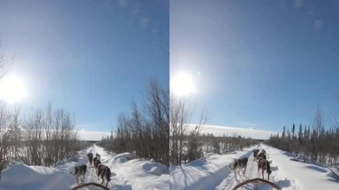 一群沙哑的雪橇犬拉着雪橇穿过瑞典的冬季森林的垂直射击。