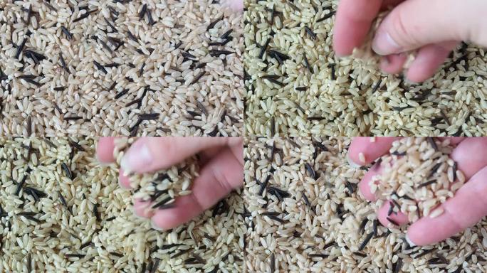 生棕色和未剥皮的米粒，手的手指触摸粗粒。谷物粥的特写