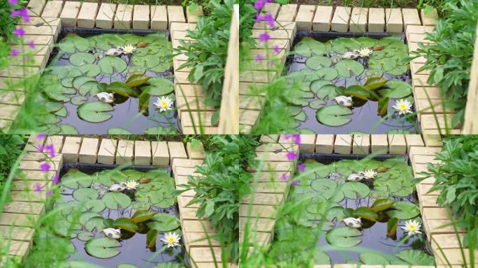 池塘里有睡莲和玩具鸭子。用自己的双手进行景观设计