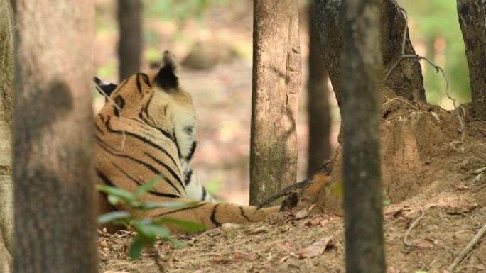 bandhavgarh国家公园或印度中央邦老虎保护区野生雄性皇家孟加拉虎侧视图或侧写的特写镜头