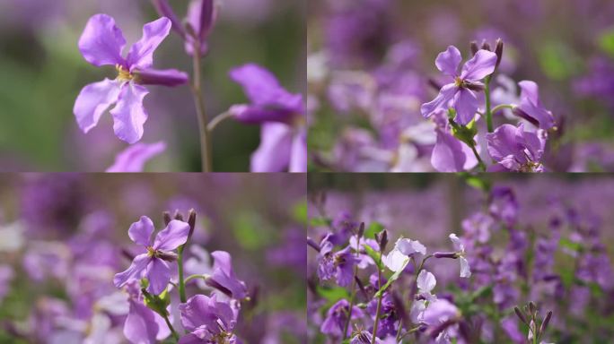 春天盛开的紫色二月兰