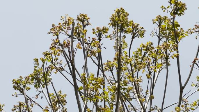 香椿树香椿树芽春天食材食材美食野生香椿树