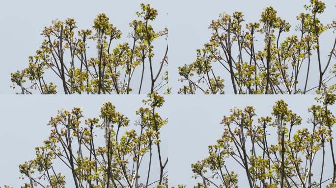 香椿树香椿树芽春天食材食材美食野生香椿树