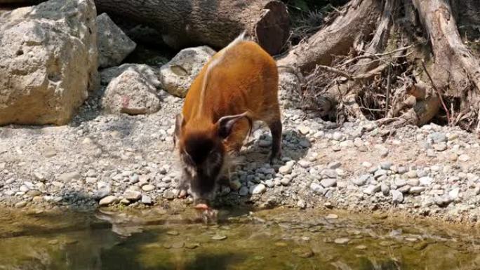 红河猪，Potamochoerus porcus，又称灌木猪。