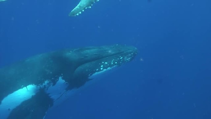 太平洋水下的幼小座头鲸小牛。