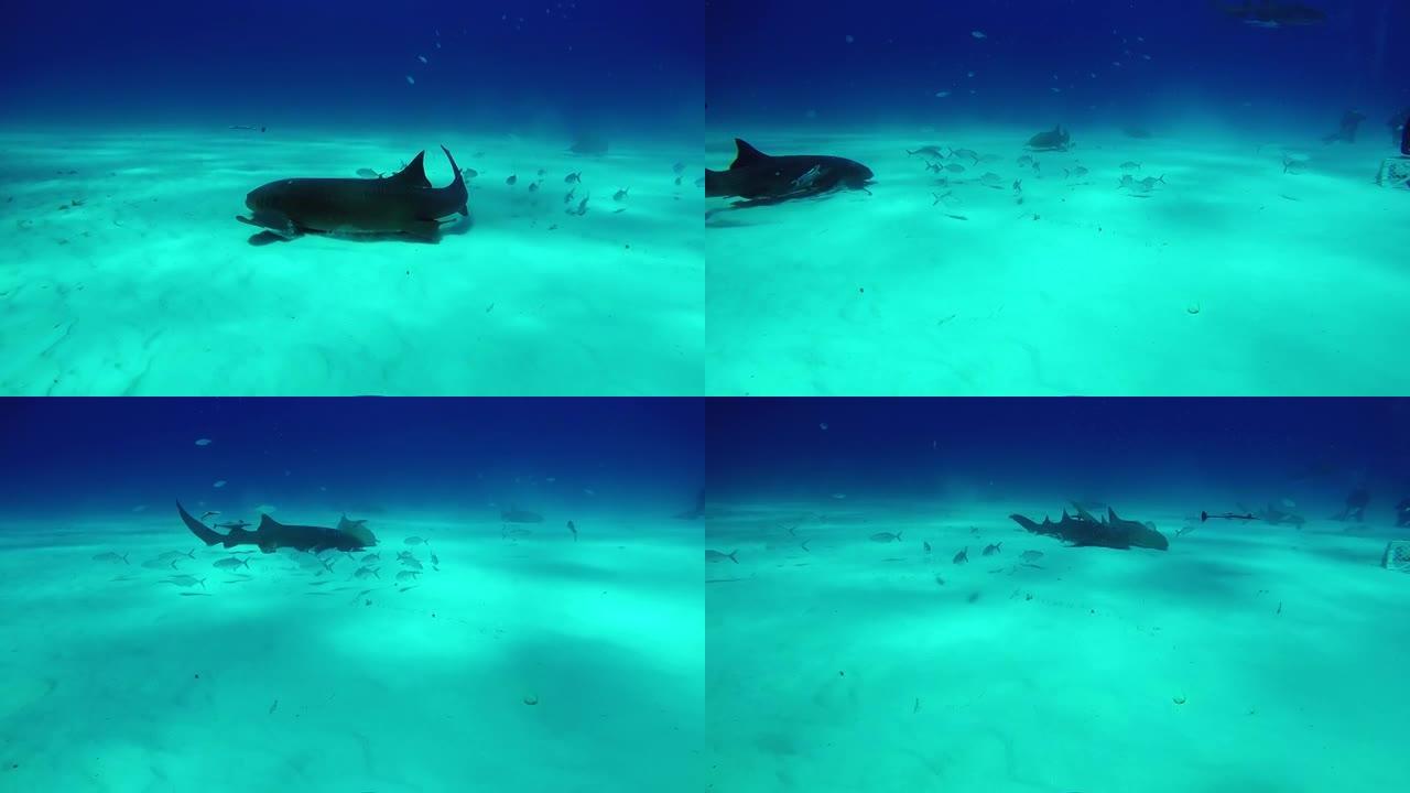 巴哈马虎滩水下潜水员的公牛鲨。