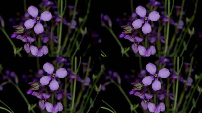 桑葚，紫情妇花，羽衣甘蓝，绿色植物，黑色背景