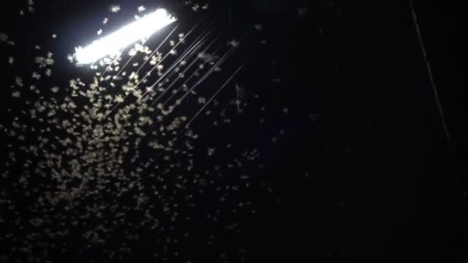 白蚁飞虫may在雨天后晚上玩电灯
