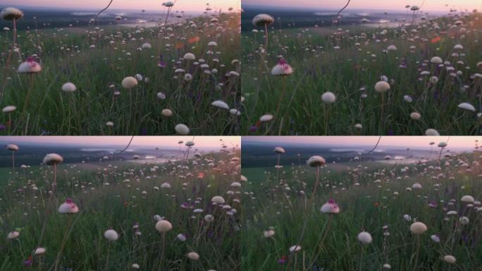 阳光明媚背景上美丽的草地粉色花朵。夏季主题背景。日出。