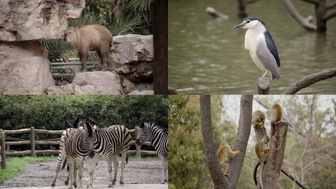 上海野生动物园动物合集