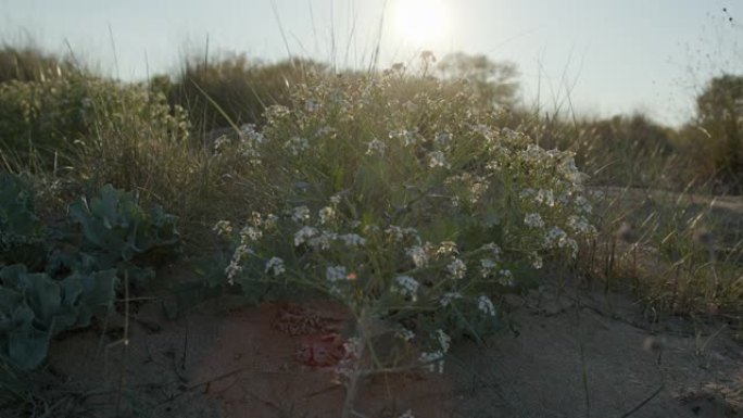 沙丘上白开春花。