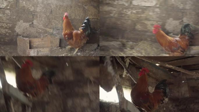 红公鸡跑着跳进鸡舍。农场里的家禽。4k镜头