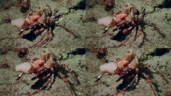一只鲜红色的凸礁蟹在岩石上缓慢移动。