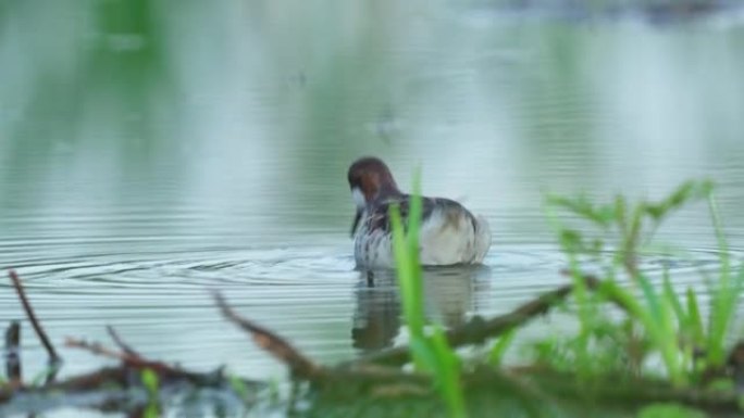 鸟-红颈指骨 (Phalaropus lobatus) 在沼泽中快速移动，找到食物并食用。