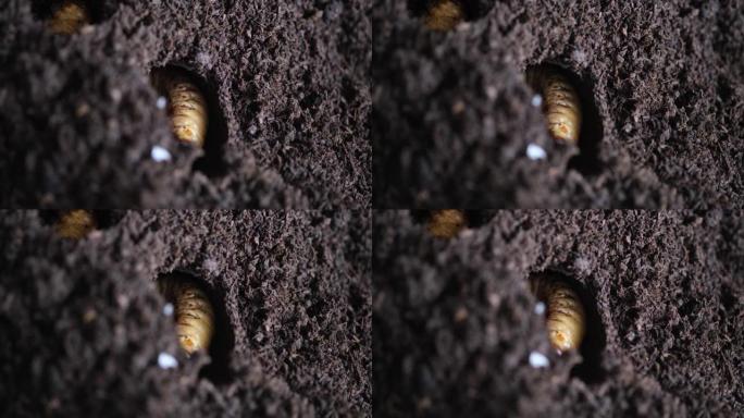 构成蛹室的甲虫幼虫