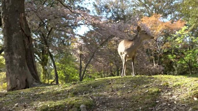 日本奈良公园的梅花鹿吃树叶。Cervus nippon吃樱花叶