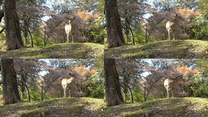 日本奈良公园的梅花鹿吃树叶。Cervus nippon吃樱花叶