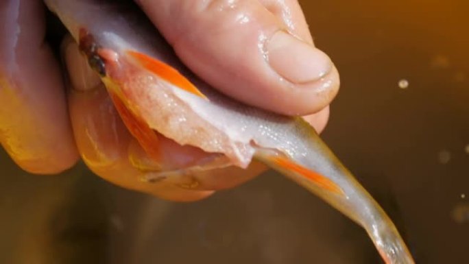 人的手的特写镜头切开了刚抓到的鱼的肚子，并在黄色塑料盆的背景下从鱼子酱中取出了鱼子酱