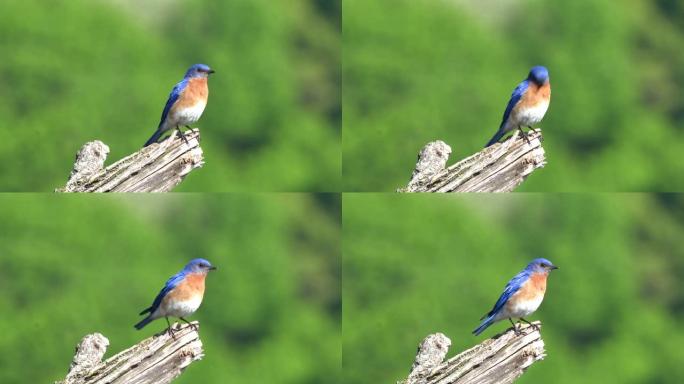 一只东方蓝鸟坐在户外的一根小树枝上。