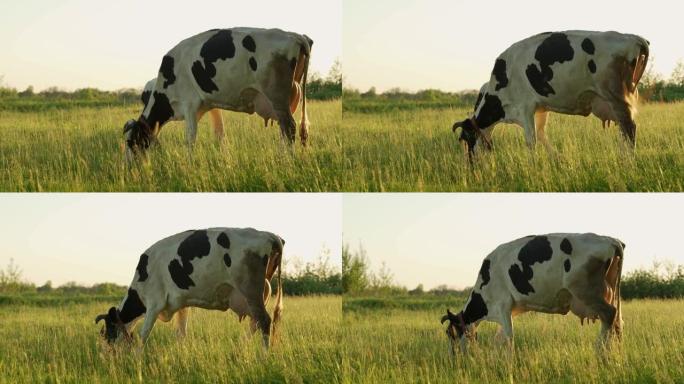 一头绿草上长着角的黑白母牛在草地上吃草，咀嚼着草。农业和牛奶生产
