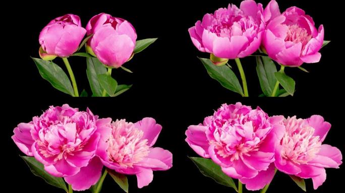 两朵美丽的粉红色牡丹花盛开的时间流逝