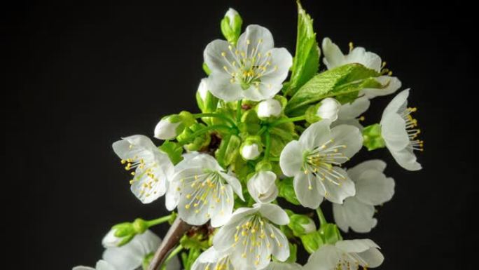 4k延时的甜樱桃树花开并在黑色背景上生长。盛开的小白花的小花。9:16比率的时间流逝。