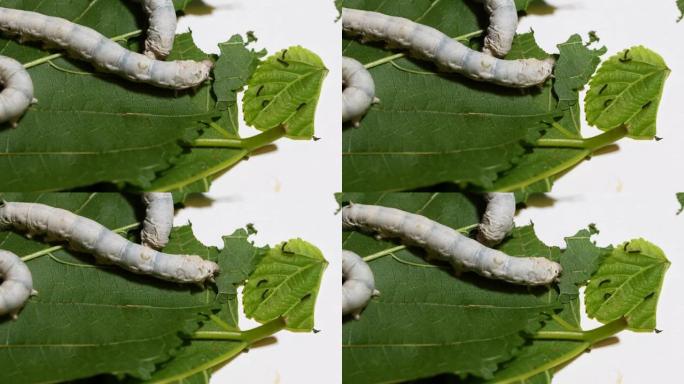 成熟蚕的特写吃新鲜桑叶与新孵化的蚕 (蚂蚁蚕) 相比，4k实时镜头，中国农业和动物概念。
