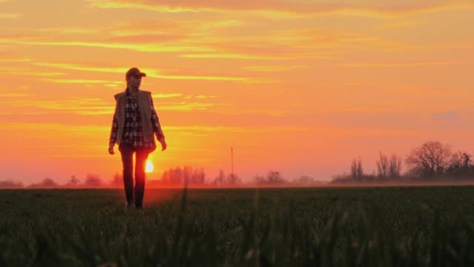 一个自信的农民在风景如画的云朵的背景下走过田野，走向冉冉升起的太阳
