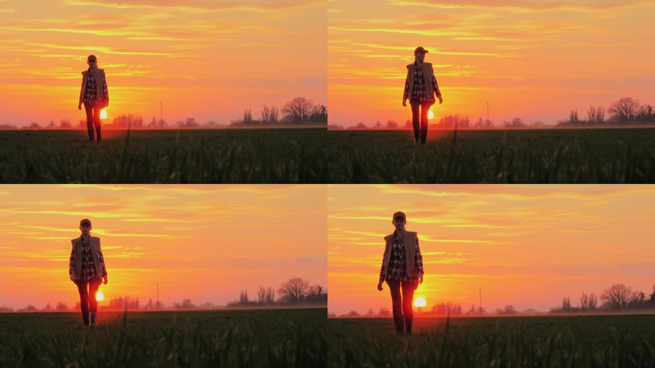 一个自信的农民在风景如画的云朵的背景下走过田野，走向冉冉升起的太阳
