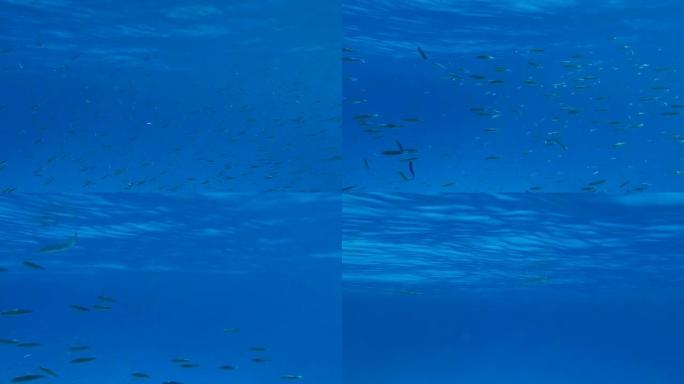 一大群小鱼在蓝色水面下游泳。海洋中的水下生物。摄像机跟随鱼群移动 (4k-60pfs)。
