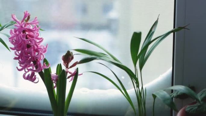 美丽的室内植物在冬天的窗台上生长。白雪覆盖的窗户上盛开的红掌花。在家种植红掌。选择性聚焦，浅景深