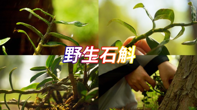 野生铁皮石斛阳光雨露滋养石斛生长