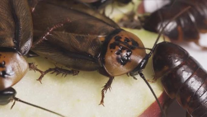 蟑螂正在吃食物。昆虫携带细菌。肮脏的昆虫。
