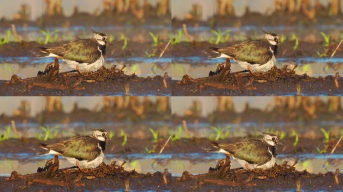 鸟-在初夏阳光明媚的早晨，坐在巢上的北方拉皮 (Vanellus vanellus)。