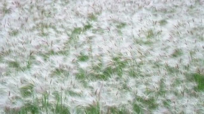 草原上的羽毛草在强风中飘动