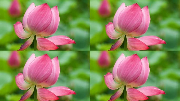 美丽的莲花在风中摇摆，粉红色的花朵，绿叶和芽背景，特写镜头，4k镜头，b滚动镜头。