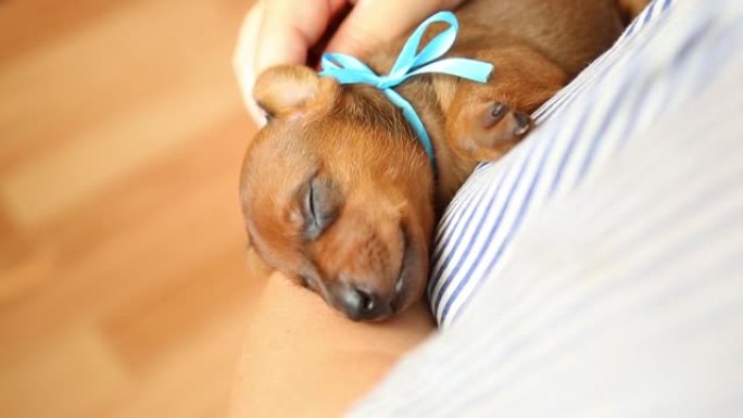 小狗睡在温暖和舒适的手中。