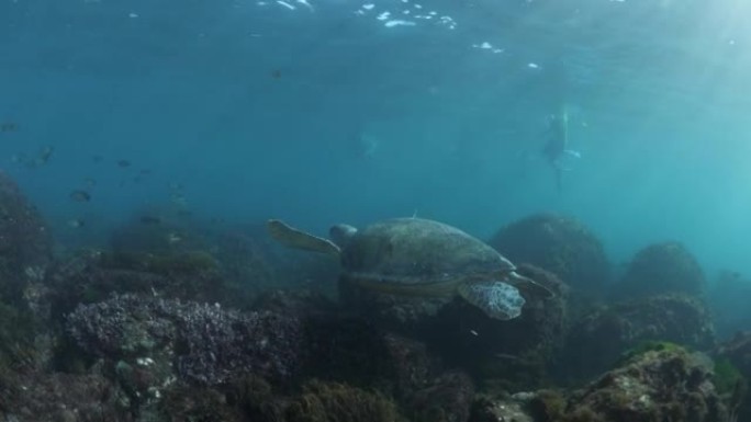 当参加海洋研究计划的浮潜者从海洋表面观察时，绿色海龟毫不费力地漂浮在礁石上