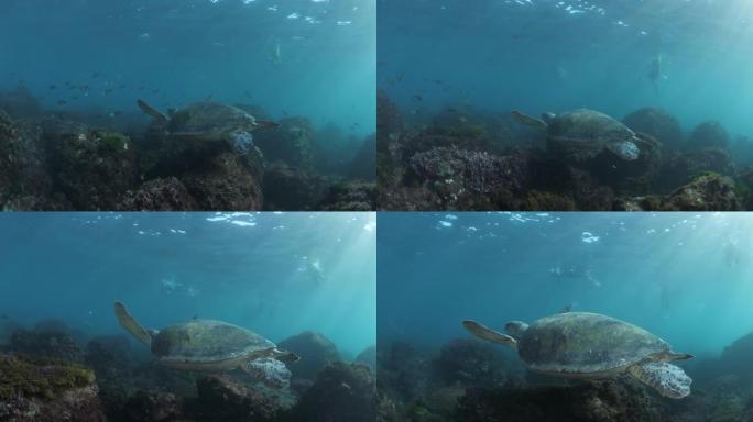 当参加海洋研究计划的浮潜者从海洋表面观察时，绿色海龟毫不费力地漂浮在礁石上