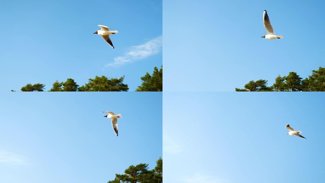 飞行海鸥