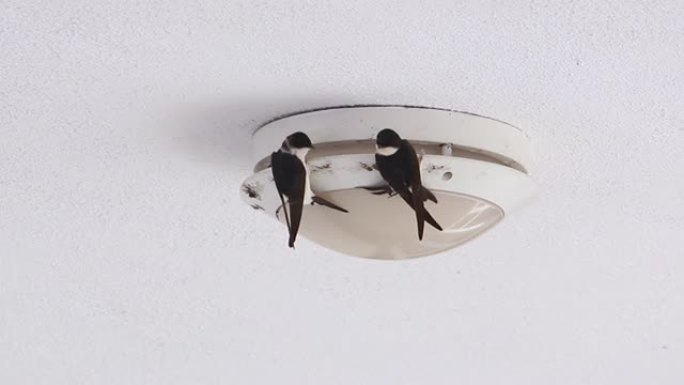 普通住宅马丁在灯上筑巢。城市里的鸟。