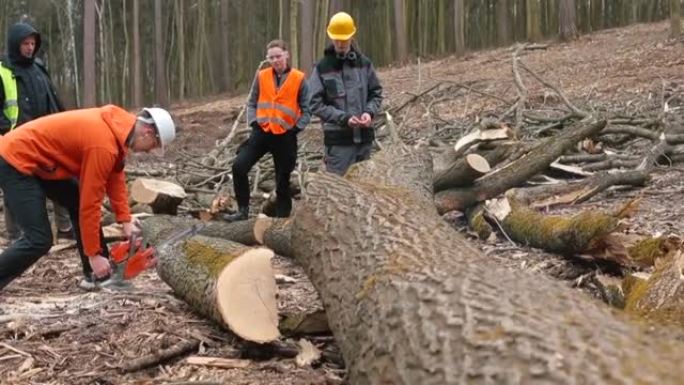 曼伐木工人使用电锯切割木材肖像专业伐木工人