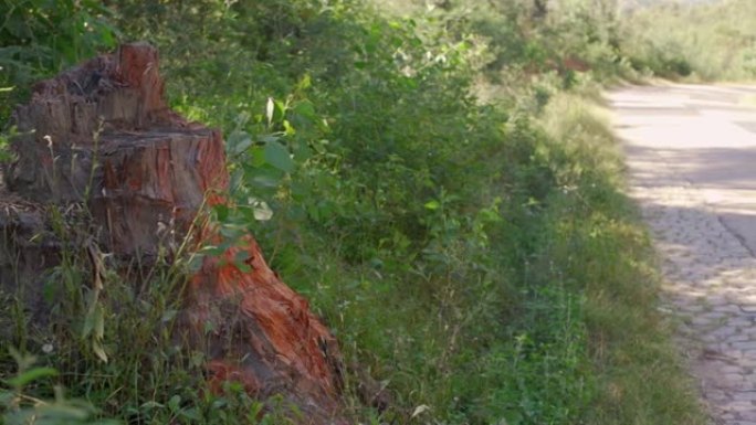 树木践踏，附近茂密的绿色植物区系，生长在石径的一侧-偏远道路上的典型马达加斯加风光