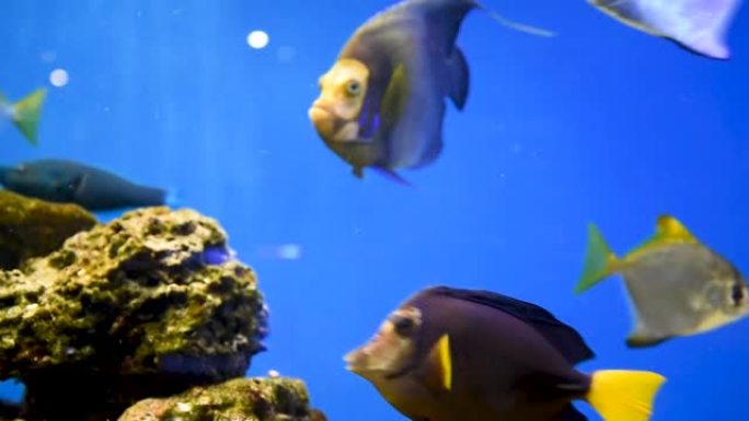 藻类和珊瑚之间的水族馆中的黄色扁平鱼。