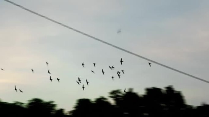 燕子在傍晚的天空中盘旋寻找昆虫。一群鸟蜂拥而至
