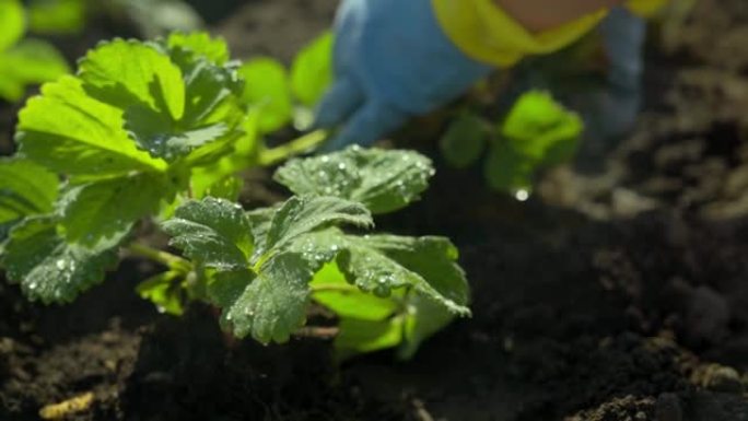 在地下种植草莓幼苗