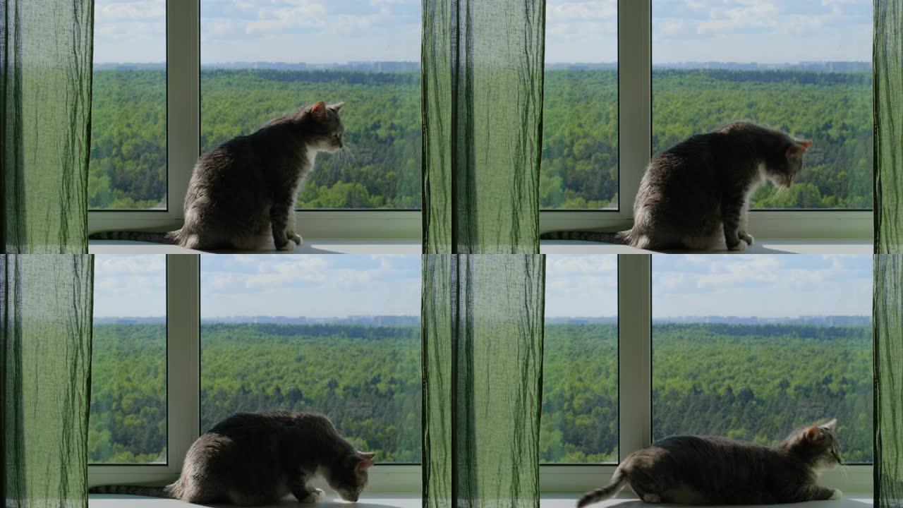 夏天猫躺在窗台上，快乐的宠物在窗前