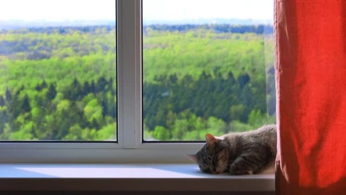 夏天，灰猫躺在窗台上，睡在窗边的宠物