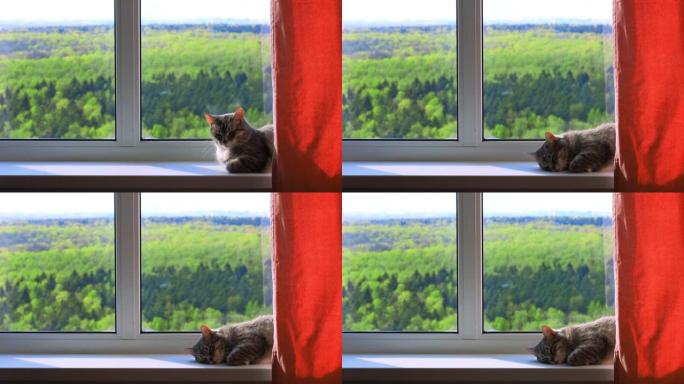 夏天，灰猫躺在窗台上，睡在窗边的宠物