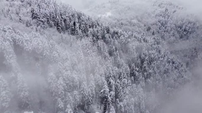 雪雾云杉林空中